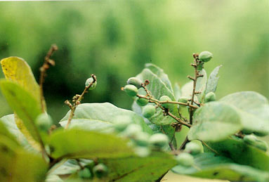 มะม่วงหัวแมงวัน Buchanania latifolia Roxb.<br/>ANACARDIACEAE